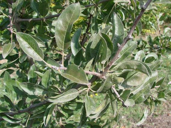 Pyrus nivalis