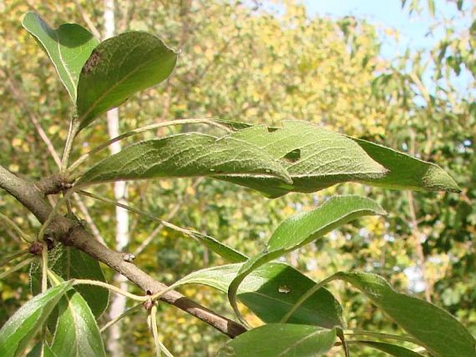 Pyrus nivalis