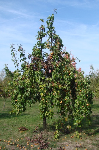 Pyrus pyrifolia