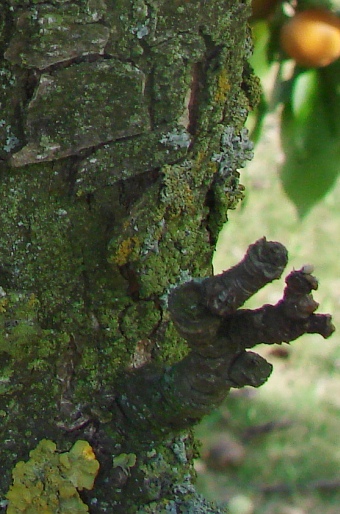 Pyrus pyrifolia