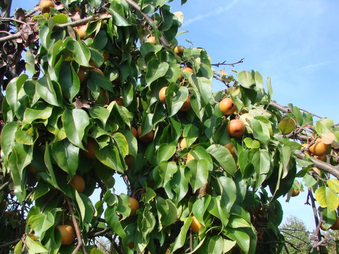 Pyrus pyrifolia