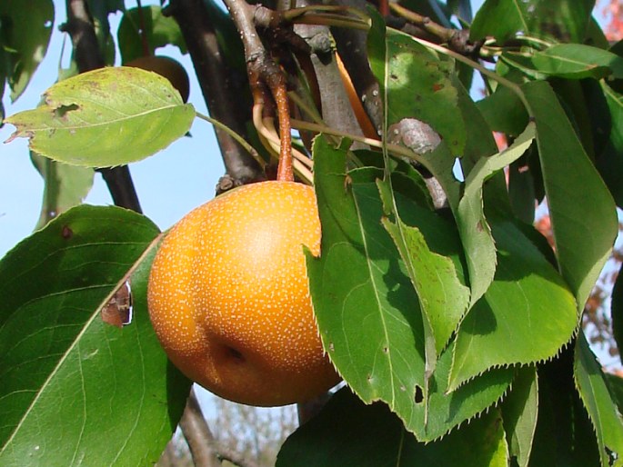 Pyrus pyrifolia