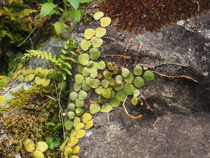 PYRROSIA PILOSELLOIDES (L.) M. G. Price