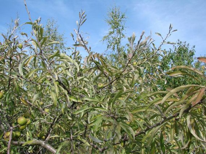 Pyrus salicifolia