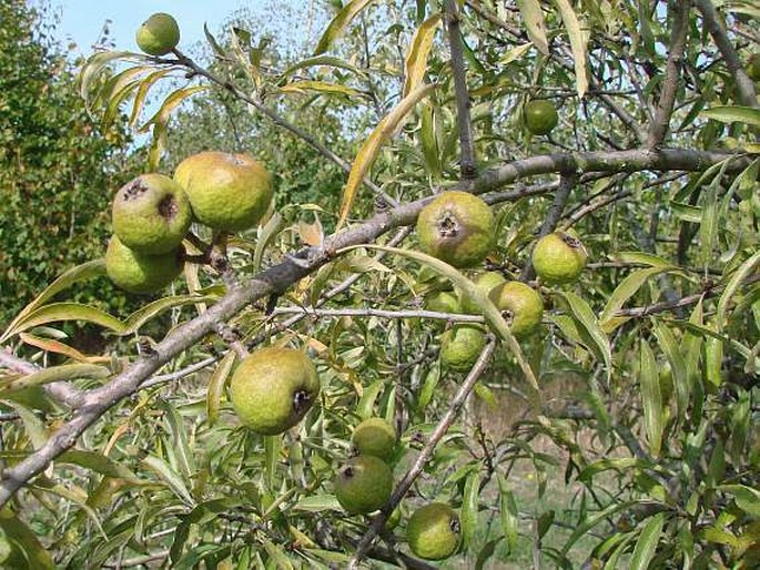 Pyrus salicifolia