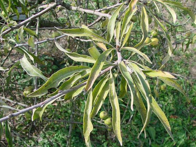 Pyrus salicifolia