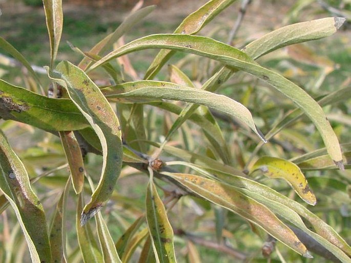 Pyrus salicifolia