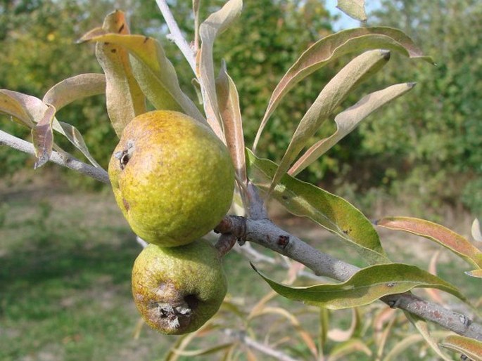 Pyrus salicifolia