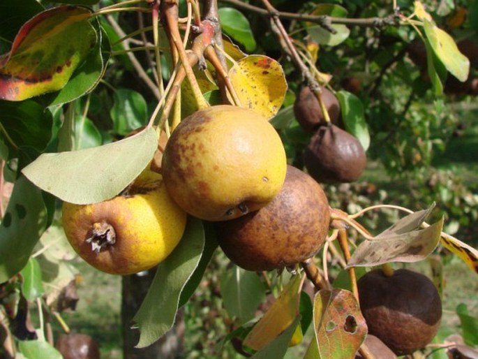 Pyrus caucasica