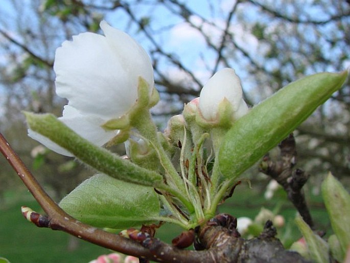 Pyrus caucasica