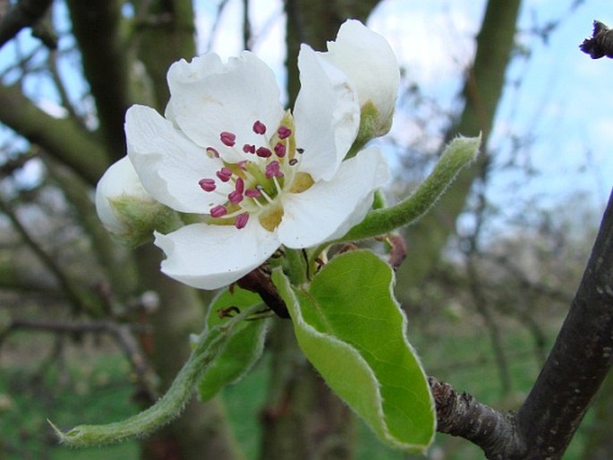 Pyrus caucasica