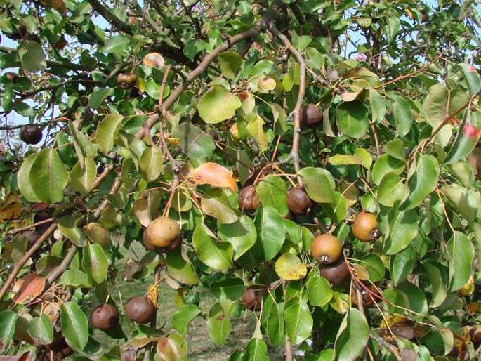 Pyrus caucasica