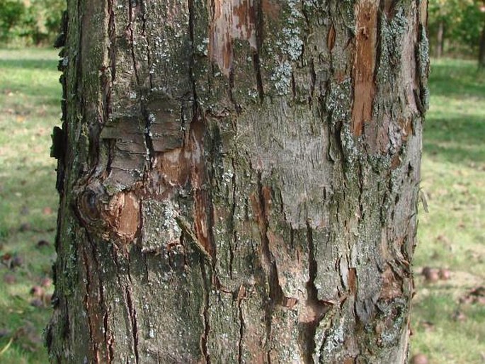 Pyrus caucasica