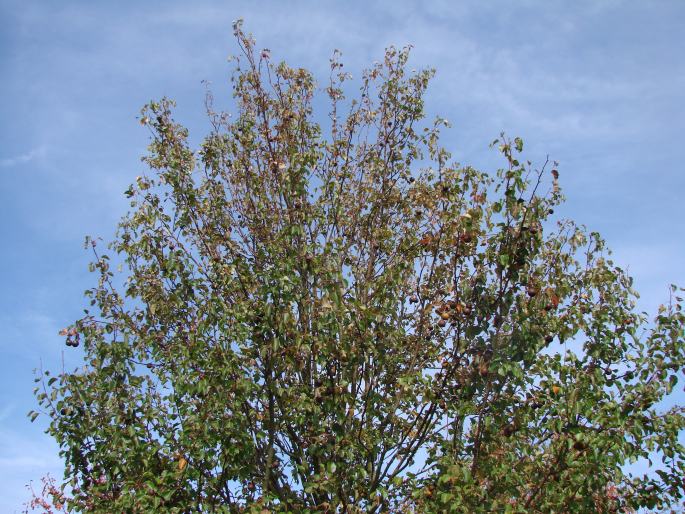 Pyrus caucasica