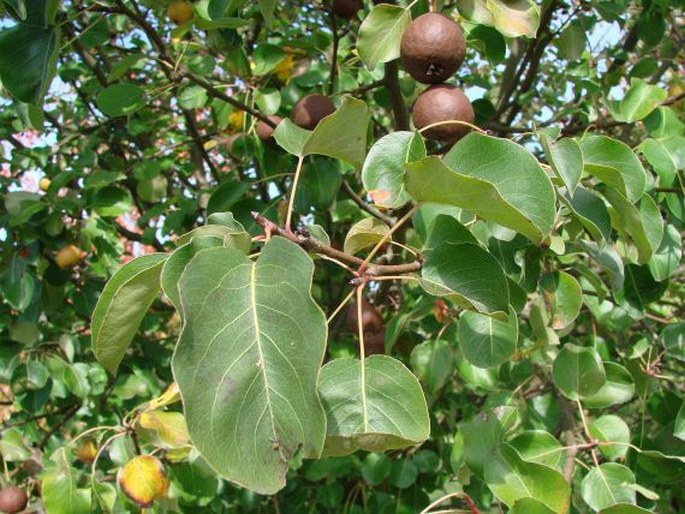 Pyrus caucasica