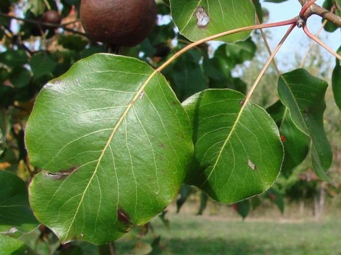 Pyrus caucasica