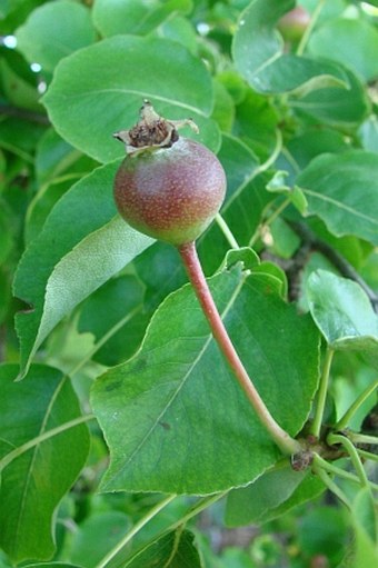 Pyrus communis