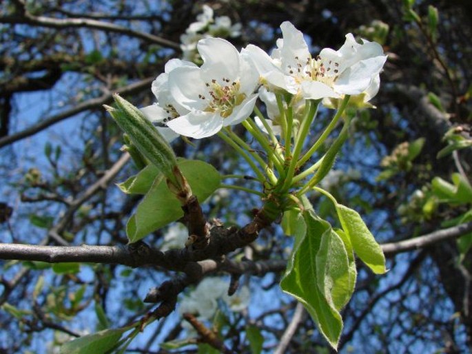 Pyrus communis