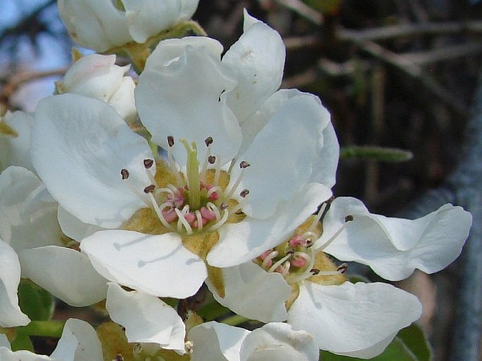 Pyrus communis