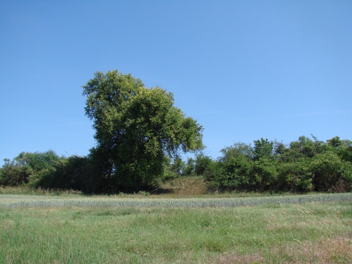 Pyrus communis