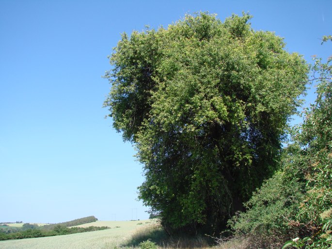 Hrušeň „Červinka“ v Kounicích