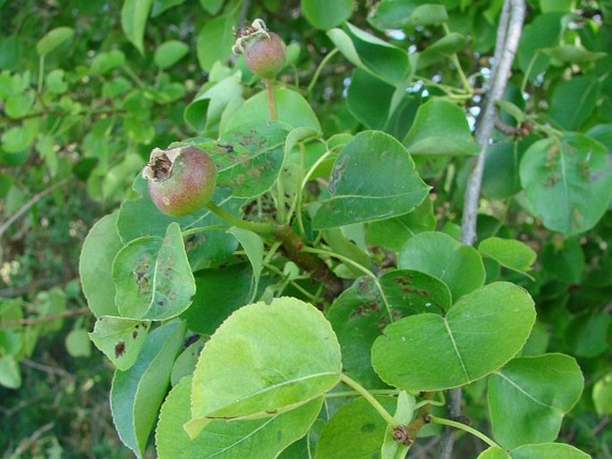 Pyrus communis