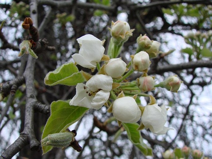 Pyrus communis