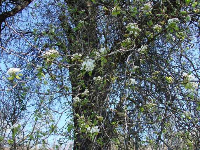 Pyrus communis