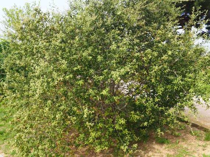 Quercus agrifolia