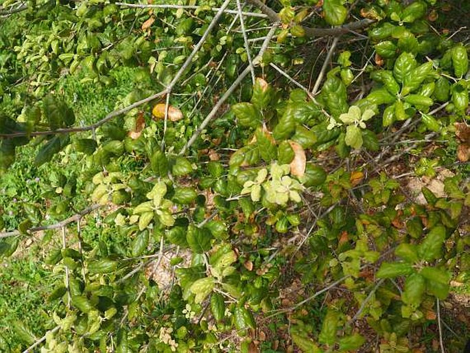 Quercus agrifolia