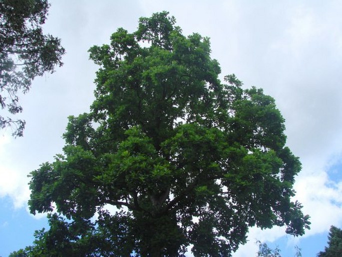 Quercus alba