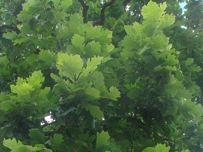 Quercus alba