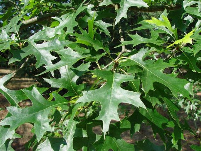 QUERCUS COCCINEA Münchh.