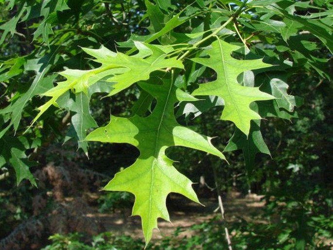 Quercus coccinea