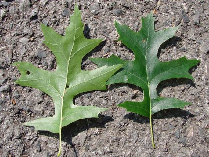 Quercus coccinea