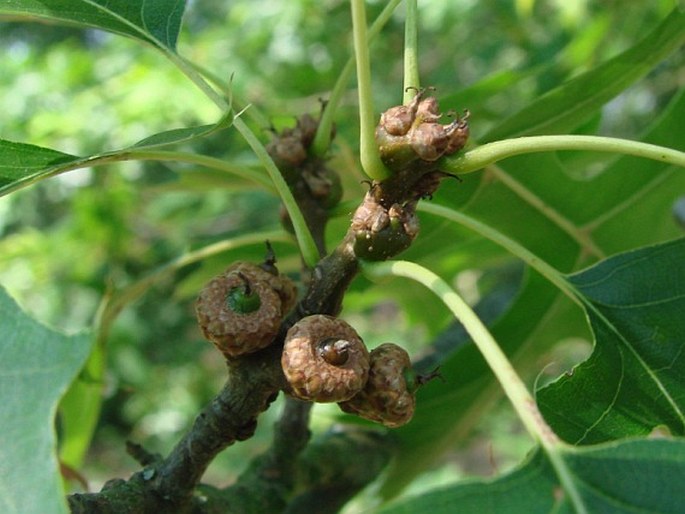 Quercus coccinea