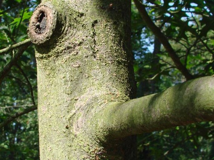 Quercus coccinea