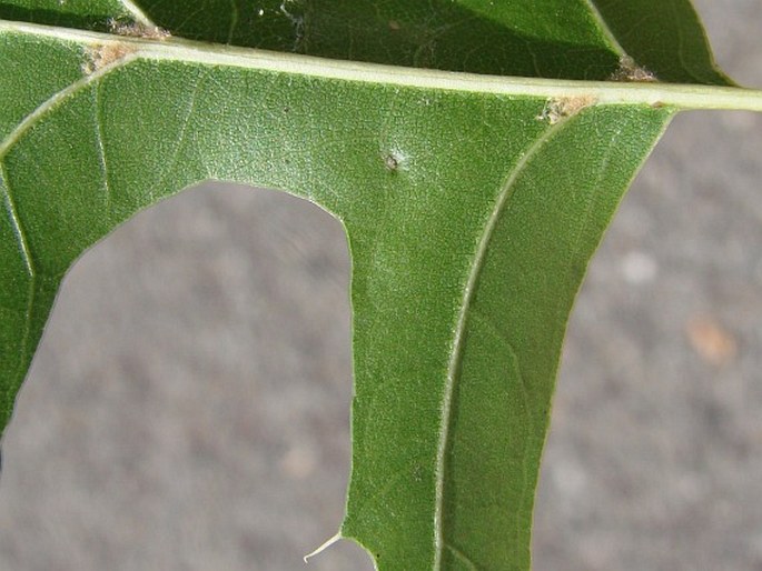 Quercus coccinea