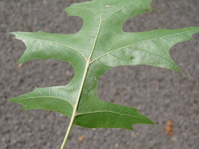 Quercus coccinea