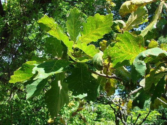 Quercus dentata