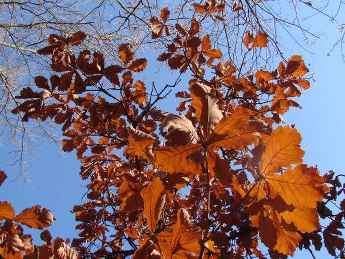 Quercus dentata