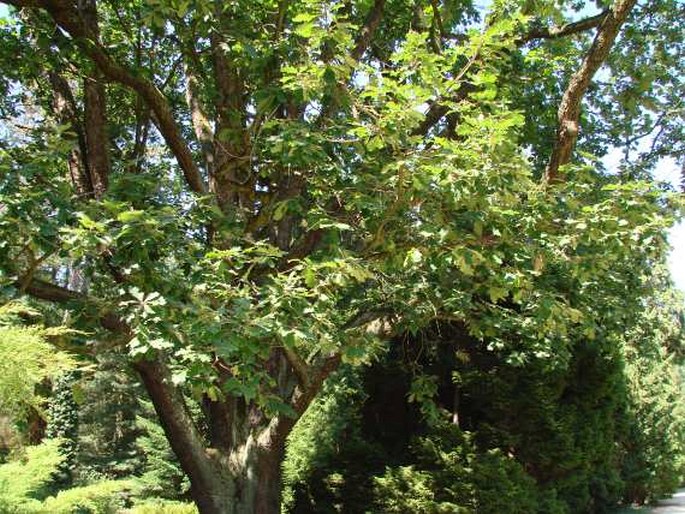 QUERCUS MACRANTHERA Fisch. et C. A. Mey. ex Hohen. - dub velkokvětý