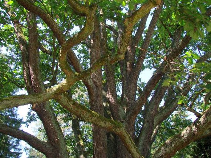 Quercus macranthera