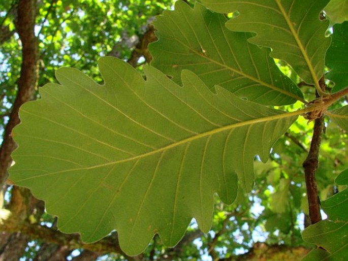 Quercus macranthera