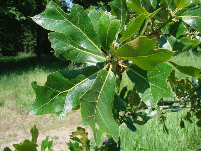 QUERCUS MARILANDICA (L.) Münchh.