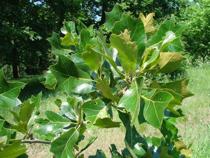 Quercus marilandica