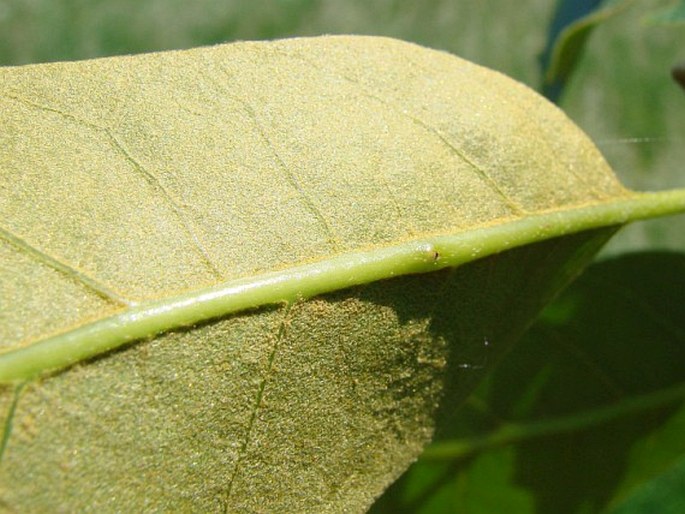 Quercus marilandica