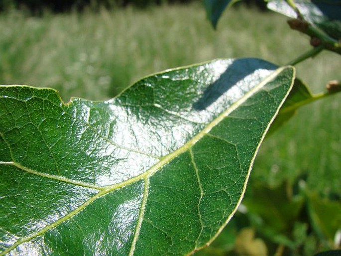 Quercus marilandica