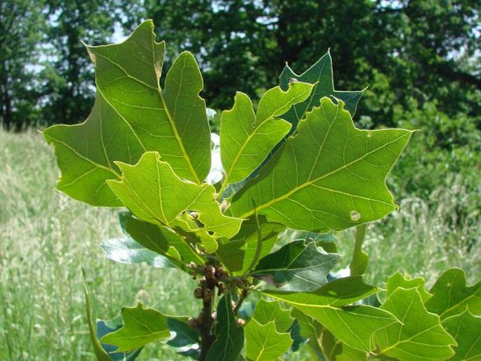 Quercus marilandica