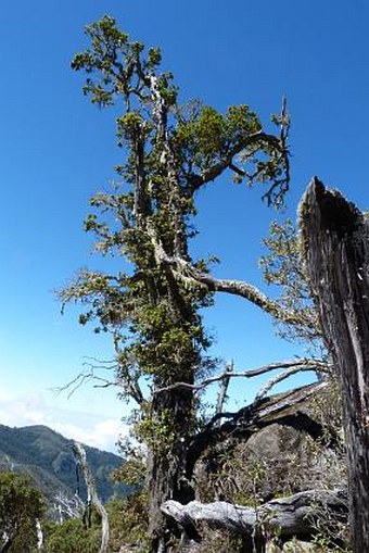 Quercus costaricensis
